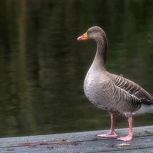 Gans