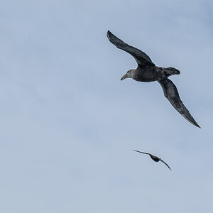 Albatrosse