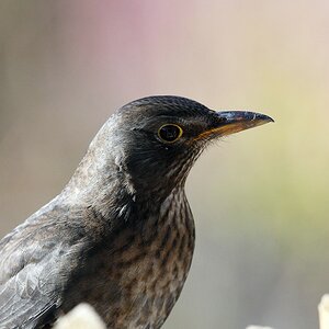 comp DSC 9176

Amsel