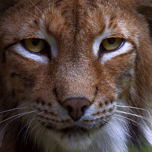 Luchsportrait
