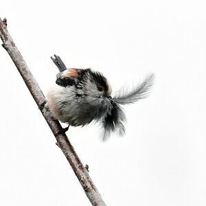 comp DSC 6447
