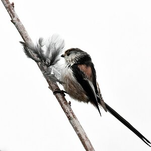 comp DSC 6453