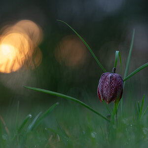 Schachbrettblume (Fritillaria meleagris)