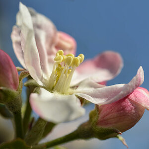 apfelblüte 2019 1200