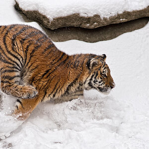 Wintertiger