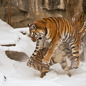 W intertiger