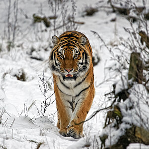 Wintertiger