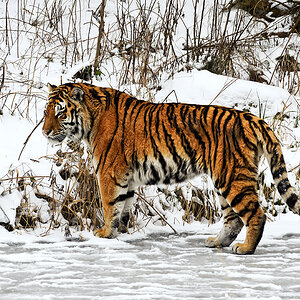 Wintertiger