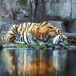 Amurtiger