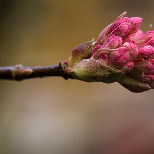 Frühling 2