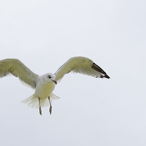 D75 9325