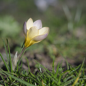 Krokus.
Aufgenommen mit Rodenstock Rotelar 85/4 und NIII-Nahlinse.