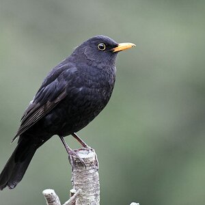 comp DSC 0870

Amsel
