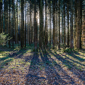 Wald Gegenlicht