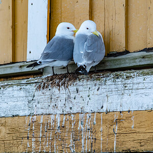 190308 Lofoten 10