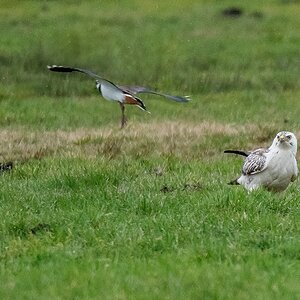 D50 9005 da guckt der Bussard aber IA 3 2019