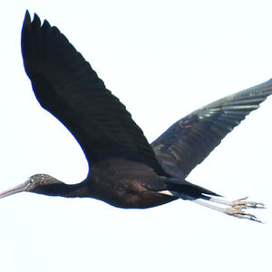 ibis