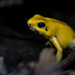 Pfeilgiftfrosch P3090053