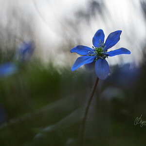 Leberblümchen, Hepatica nobilis