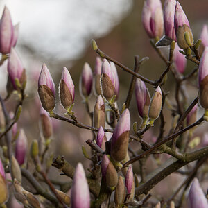 Magnolie1