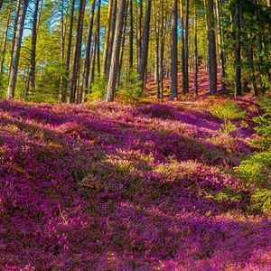 Schneeheide (Erica carnea)