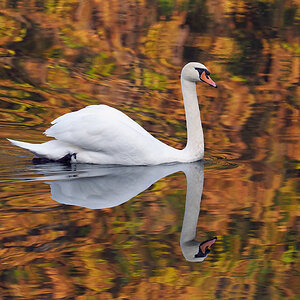 Schwan