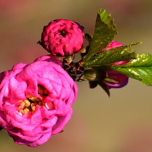 Mandelbäumchen, Prunus triloba