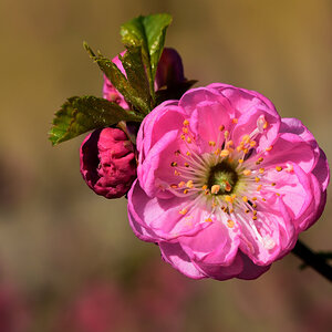Mandelbäumchen, Prunus triloba 2