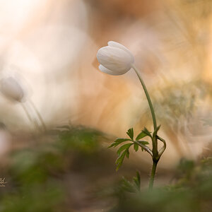 Buschwindröschen (Anemone nemorosa)