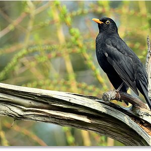 AMSEL1