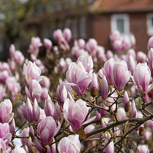 Magnolie1