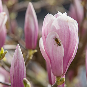Magnolie2