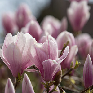 Magnolie3