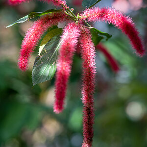 tropische Blüte