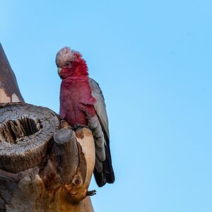 Galah