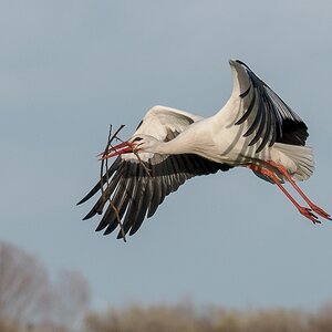 D50 9357 wunderschöne Schwingen IA 3 2019