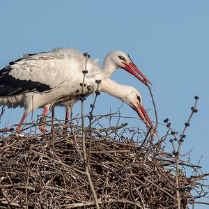 D50 9364 gemeinsame Nestpflege IA 3 2019
