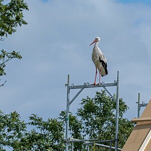 D50 3864 Adebar nimmt Gerüst in BesitzIA 7 2017
