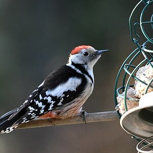 comp_DSC_7189.jpg