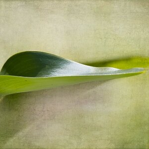 VG5_0205_on1_1000_texture_on1_1000.jpg