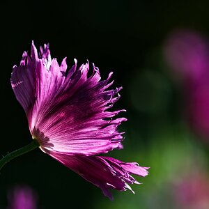 VG5_1136_on1_1000.jpg