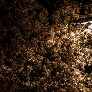 TulpenLampenBaum