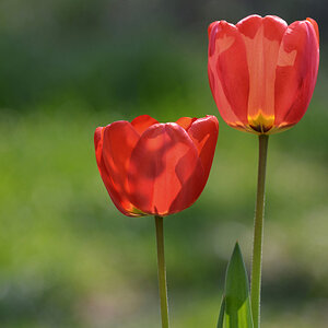 tulpen_1200.jpg