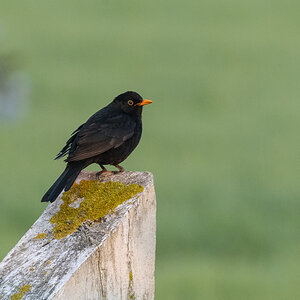 Amsel