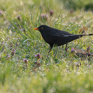 Amsel
