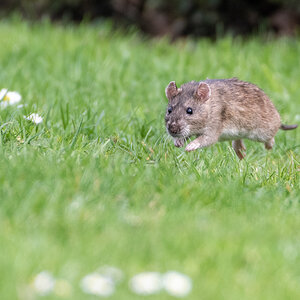 Ratte