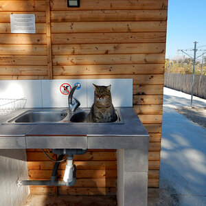 campcat1.jpg