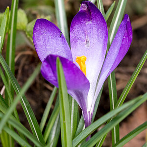 Frühlingsbote 6