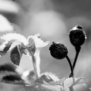 Beeren im Gegenlicht sw