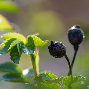 Beeren im Gegenlicht farbig